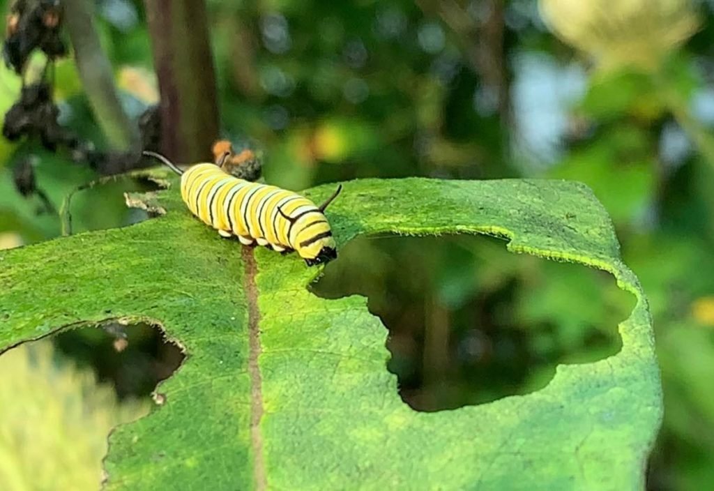 monarch butterfly caterpillar feeding on milkweed leaf